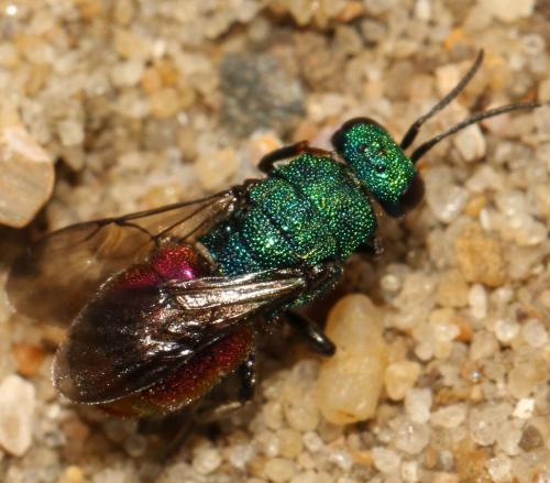 Réf. 271 269 : Hedychrum gerstaeckeri